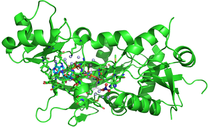 MtDalaDala (PDB:3lwb) active site shown as sticks. Carbons colored green. Ligands from PDB 1iow- Phosphinic_Acid as white, ADP as cyan.